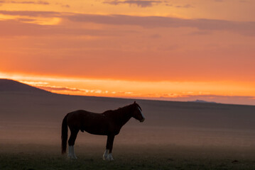 Wild Horse at Sunrise in the Utah Desert