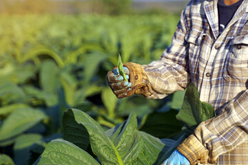 Gardeners pluck the young leaves of tobacco so that the fertilizer is applied to only the leaves...