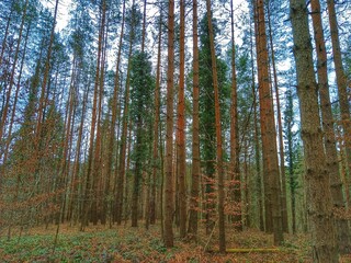 Fototapeta premium Forest and mountain. Landskape. Background.