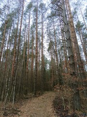 Forest. Mountain and forest. Landskape. Background.