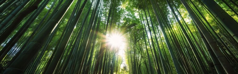The sun shines through a dense forest of tall bamboo trees, casting shadows on the ground below.