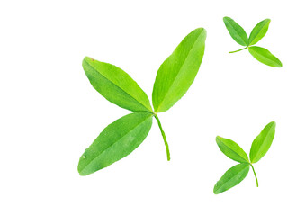 green leaves isolated on white background