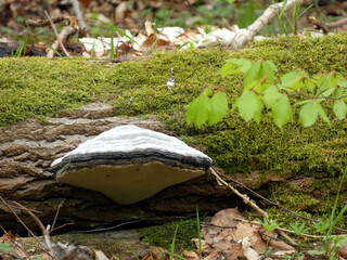 Tinder fungus on a tree trunk in the Rostock Heath (Fomes fomentarius)