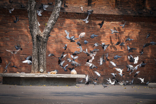 group of pigeon eat food and take photo with tourist at ancient city wall the Phae gate of chiangmai thailand  
