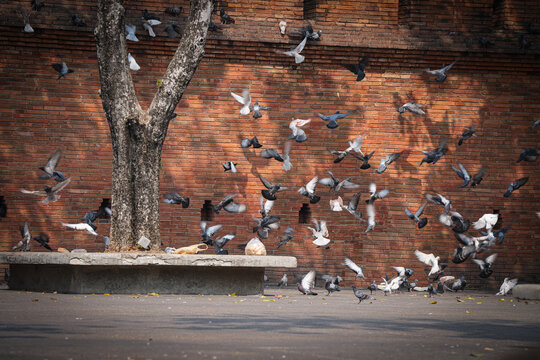 group of pigeon eat food and take photo with tourist at ancient city wall the Phae gate of chiangmai thailand  