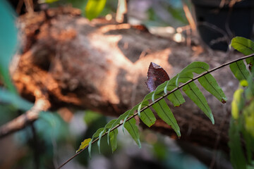 brown butterfly hide in fern leaf tree in the garden forest and wooden log