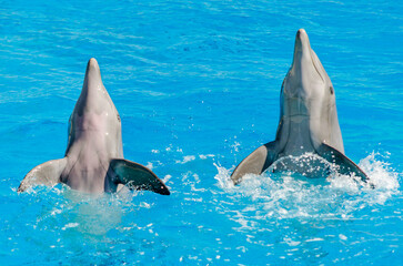 Fototapeta premium A Pair Dolphins Swim in the Pool and Flip their Fins. Sided Couple of Dolphins Play in Blue Waters.