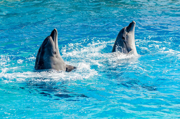 Two Happy Dolphins Swim in the Pool and Flip their Fins. Sided Couple of Dolphins Play in Blue Waters.