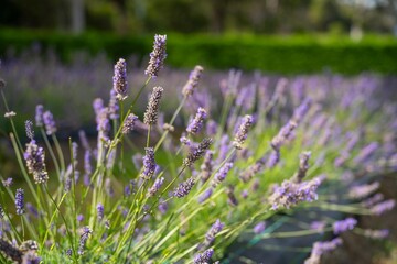 Obraz premium Growing a lavender cropin rows in a beautiful field. Purple lavender
