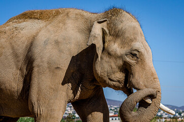 Close up View of an Asian Elephant  Head with Tusks. Blue Sky in Background. Big Mammal Animal Leisure Time under the Sun. 