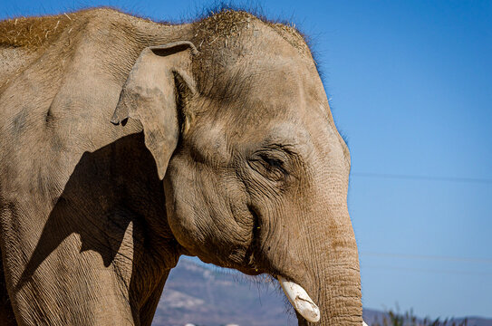 Close up View of an Asian Elephant  Head with Tusks. Blue Sky in Background. Portrait of the Big Mammal Animal. 