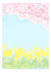 水彩風の菜の花と満開の桜の背景