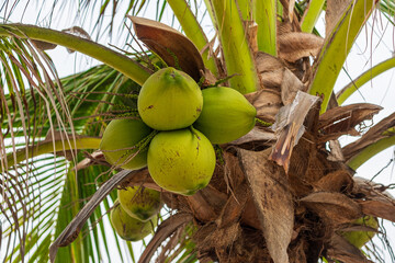 Coconuts with Delicious and Refreshing Coconut Water in Large Quantities on the Coconut Tree
