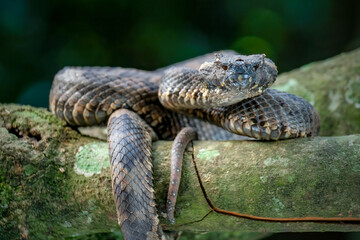 snake on the branch
