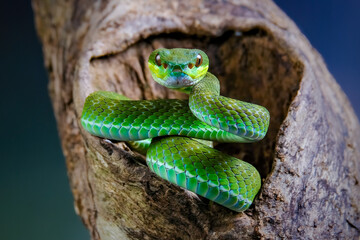 green snake in the log