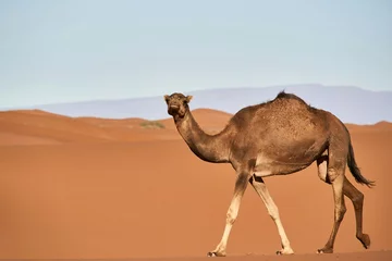 Crédence de cuisine en verre imprimé Oiseaux sur arbre camel in the desert