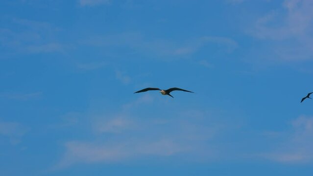 Birding in the Caribbean: flying Frigate bird  in Super Slow Motion 4K 120fps