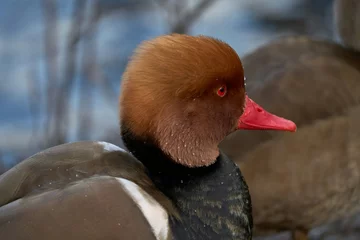 Fototapeten duck in the water © Ong