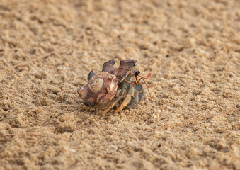 crayfish on the sand