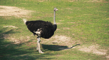 Ostrich in the green meadow who are looking for food