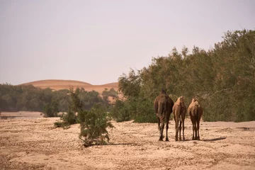 Crédence de cuisine en verre imprimé Oiseaux sur arbre camels in the desert