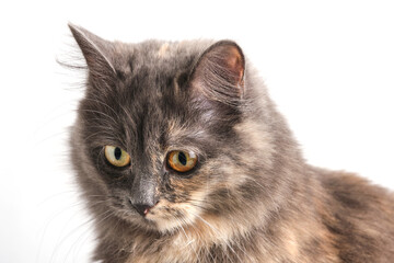 Playful look long haired gray cat white background.