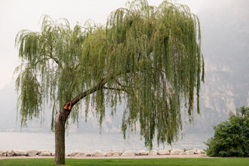 a weeping willow tree on the background of  weeping willowand high mountains. Weeping willow is a tree for urban parks and walking areas. Salix babylonica