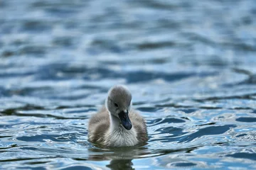 Türaufkleber duck on the water © Ong