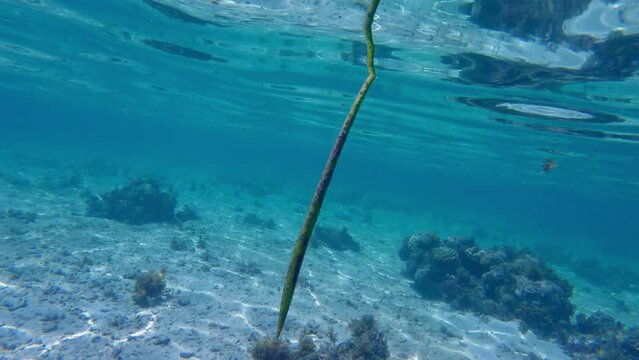 Mangrove pod in the sea. floating to a beach to establish and grow. 4k gopro underwater footage.