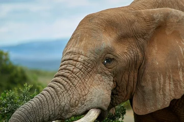 Photo sur Plexiglas Poney elephant