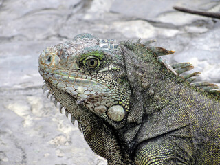 Iguana on a tree