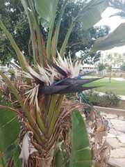 exotic plant in plantation