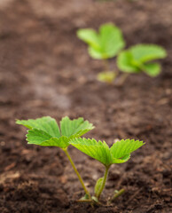 two strawberry seedlings in open ground