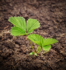 young strawberry plant in open ground close-up