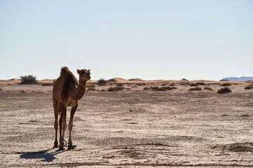 Fototapeten camel in the desert © Ong