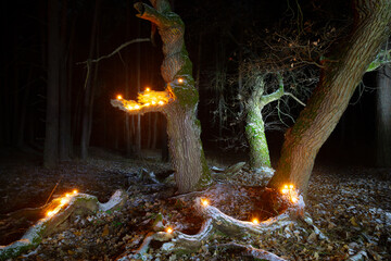 old oak tree with candeles light on branches - 762426190