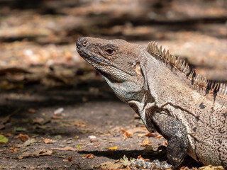 Iguane du Costa Rica