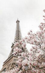 Fototapeta premium Eiffel tower. Blooming magnolia tree