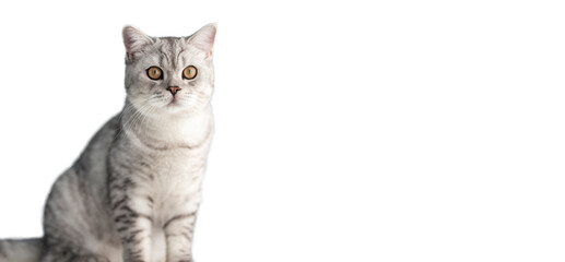 Charming mature British blue kitten with a gaze and determination isolated on white background
