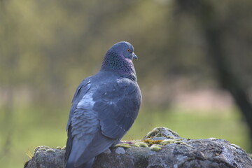 pigeon au parc
