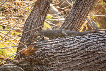 Iguana on a tree, Sumidero Canyon,Mexico