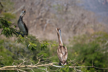 Pelicans in the trees, Sumidero Canyon,Mexico