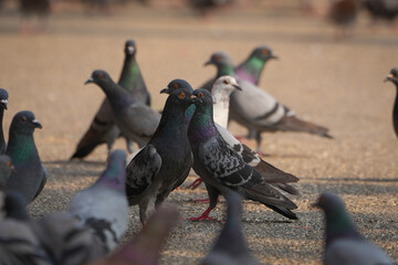 group of pigeon eat food and take photo with tourist at ancient city wall the Phae gate of...