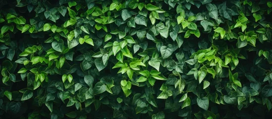 Foto op Canvas A closeup shot of a lush bush with green leaves set against a dark background, showcasing the beauty of a terrestrial plant in a natural landscape © 2rogan