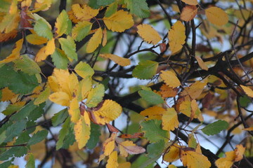 autumn leaves