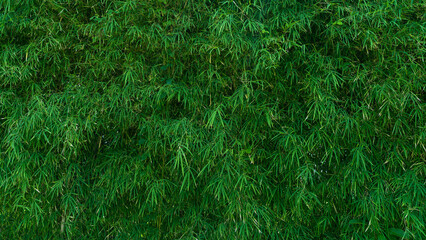 Green bamboo leaves background, green wall texture 