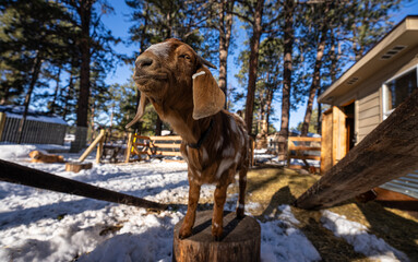 boer goat standing on a log 