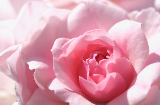 Pink rose flower. Macro flowers background for holiday design. Soft focus