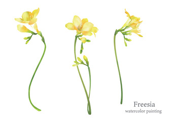 yellow freesia, water color painting