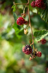 Foraging blackberries in the wild in tasmania australia. Harvesting berries, picking blackberries in summer in australia, wild berries in a garden